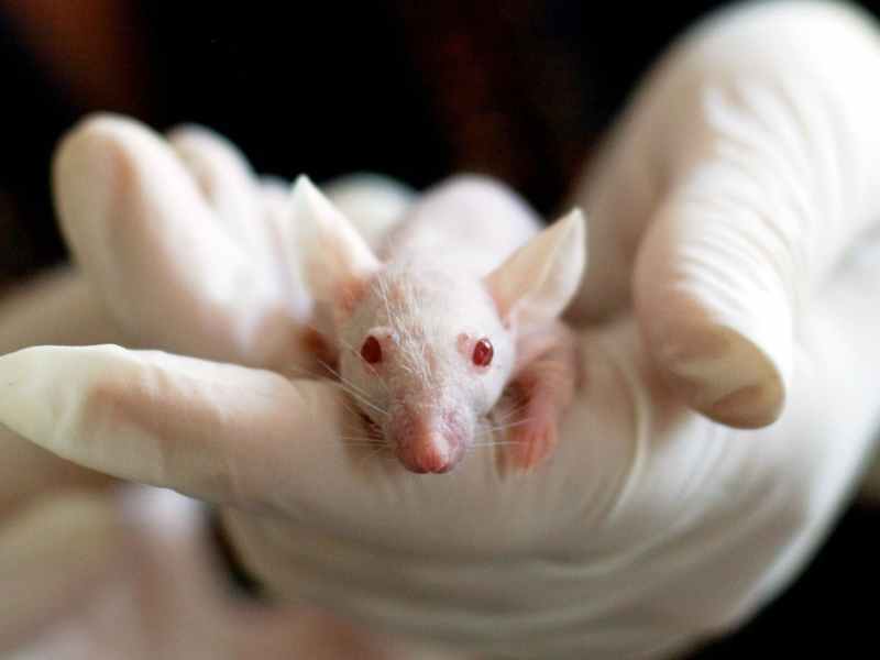 white baby mouse