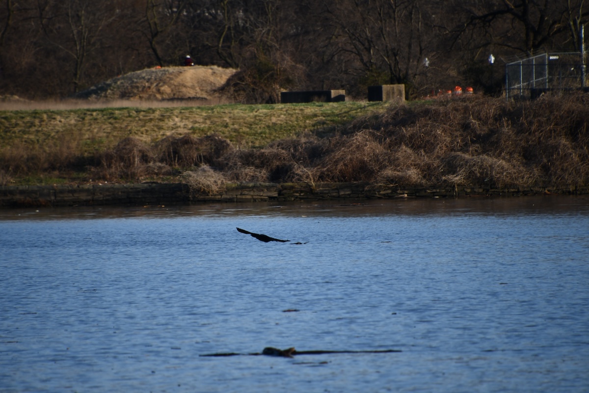 **FILE** Birds fly around the Anacostia River. A new study has found that the water in waterfront towns with significant Black populations is far less likely to be subject to water-quality monitoring. (Anthony Tilghman/The Washington Informer)