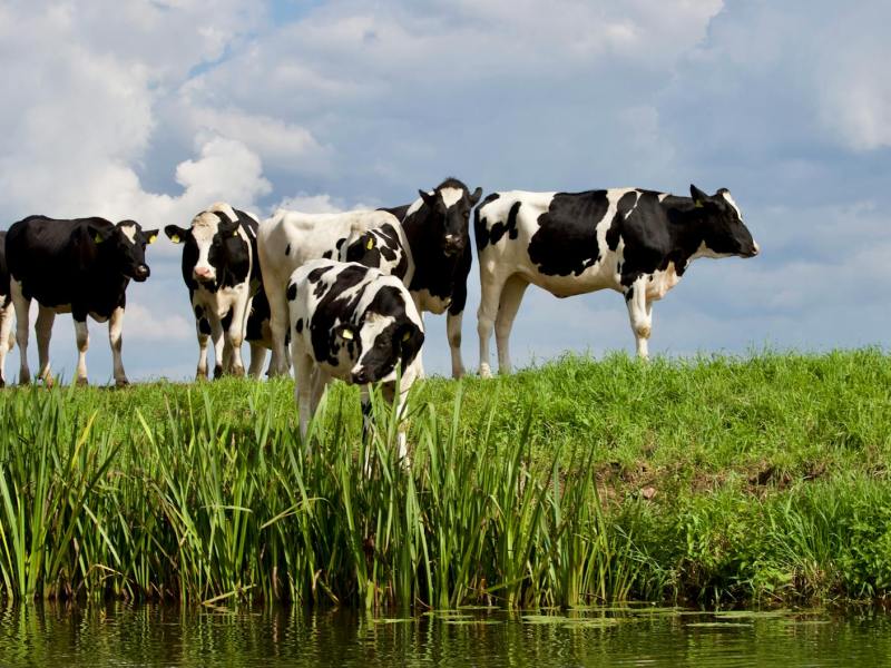 group white and black cow
