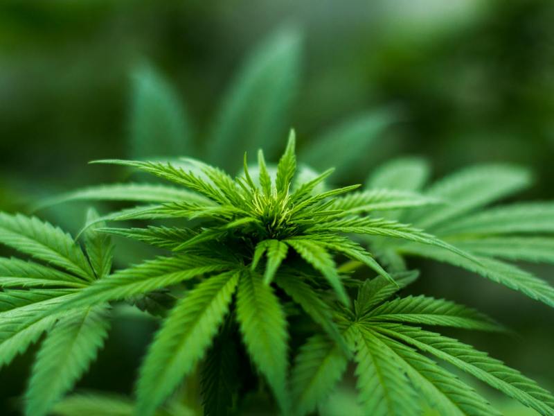 shallow focus photography of cannabis plant